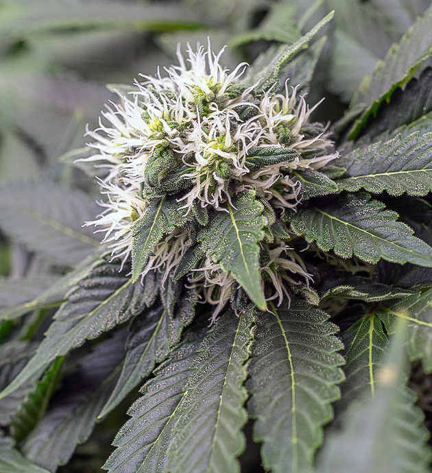 Пожелтение стигм и трихом Соцветие на 9 неделе