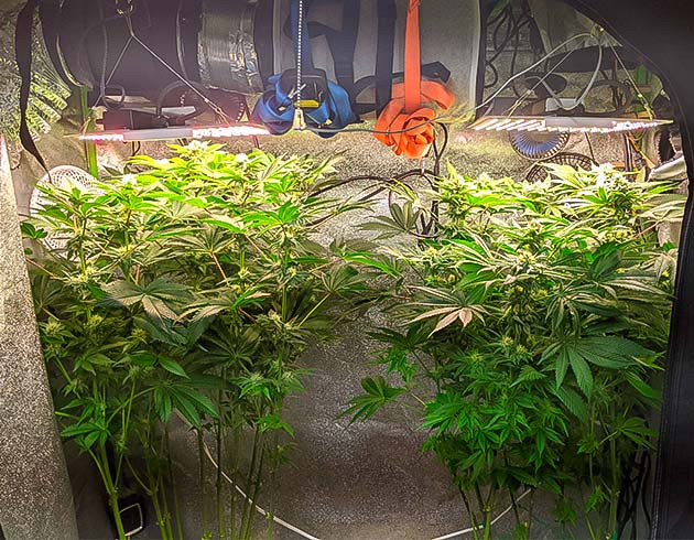 Максимальная высота марихуаны и борьба с гермафродитизмом Проблемы с высотой и светом: конопля в цветении