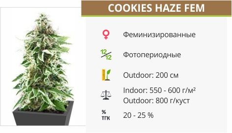 Cookies Haze fem (Kannabia Seeds)