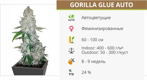 Gorilla Glue Auto от FastBuds