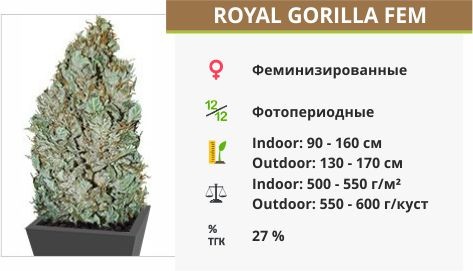 Сорт марихуаны Royal Gorilla Royal Gorilla fem (Royal Queen Seeds)