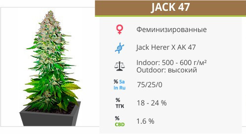 Jack 47 от Sweet Seeds