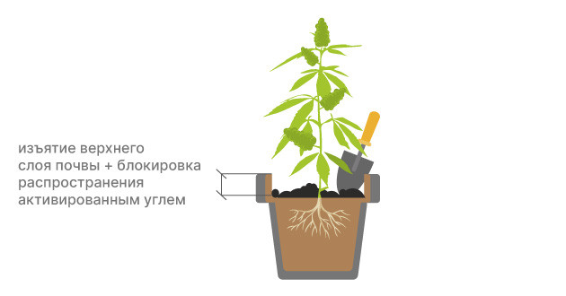 Борьба с плесенью на конопле