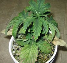 Проблемы с корневой системой Проблемы корневой системы