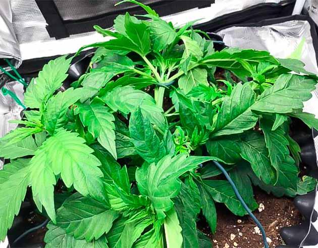 Godzilla Cookies Auto на четвёртой неделе роста