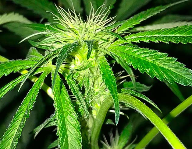 Цветение сорта Bruce Banner #3