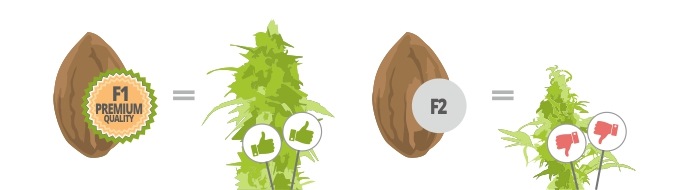 Семена f1 лучше f2
