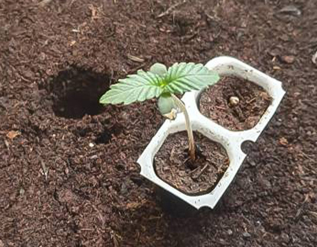 Проращивание семян конопли Росток Sweet ZZ