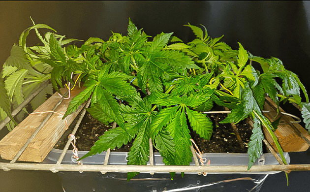 5 неделя выращивания сорта Glue Sherbet