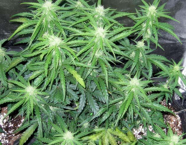 Конопля в цветении с обновлённой схемой питания