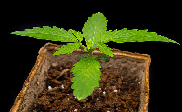 2 неделя выращивания