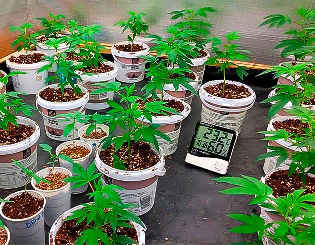 Вегетация сорта Godzilla Glue #4