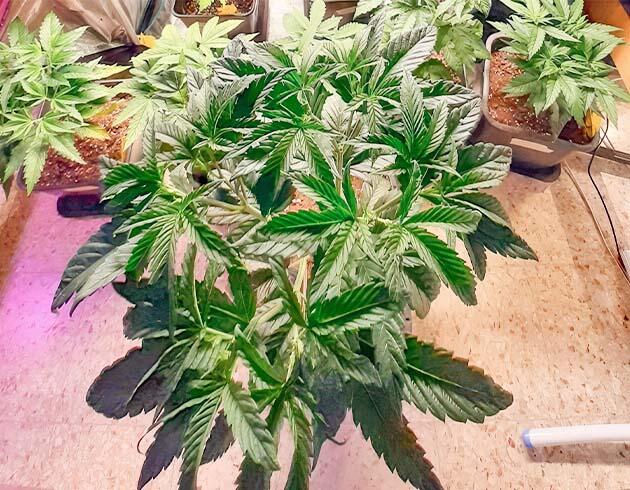 Конопля ростом 70 см