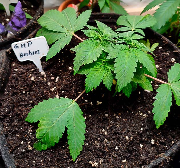 Пересадил коноплю в новые горшки