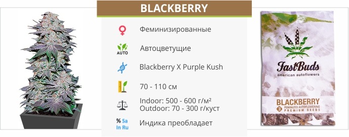 Blackberry
