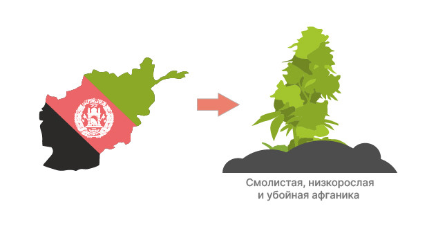 Пакистан, Марокко, Афганистан: родина индики