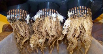 Корневая гниль на конопле