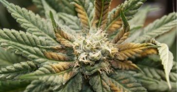 Нехватка бора у каннабиса