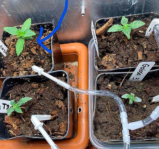 2 неделя выращивания