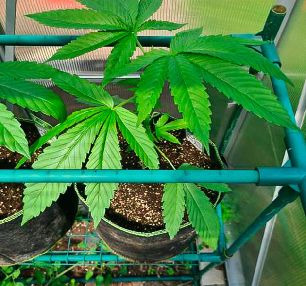 Куст на 4 неделе выращивания 4 неделя выращивания