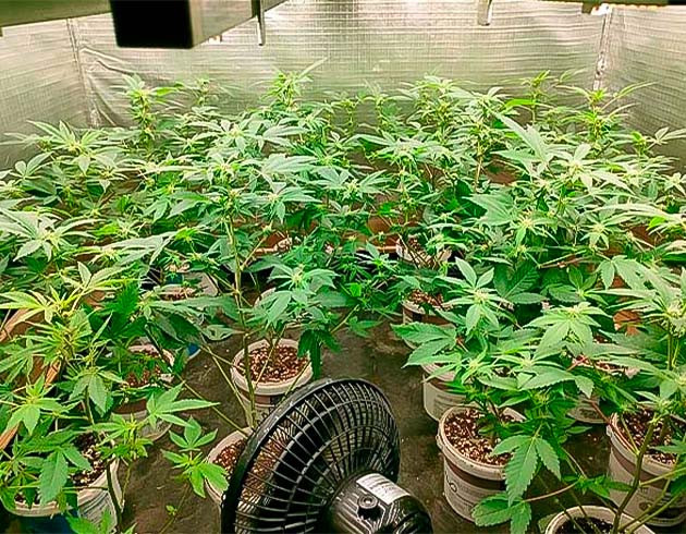 Начало цветения Godzilla Glue #4