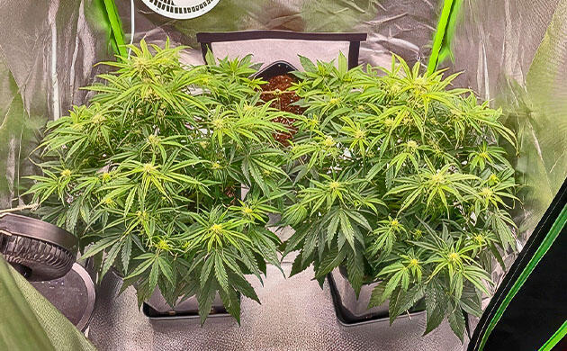 Каннабис на первой неделе цветения с формирующимися бутонами