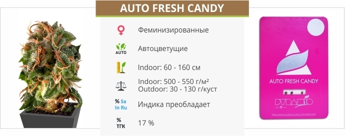 описание сорта Auto Fresh Candy