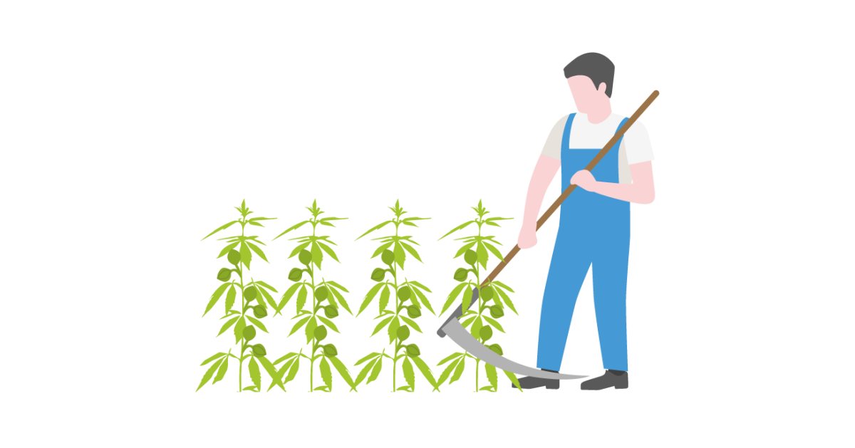 Удаление мужских растений конопли