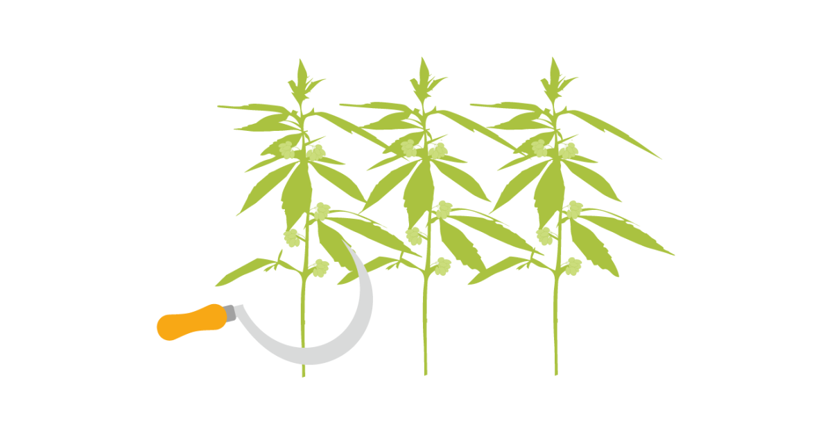 Определение пола по завязям соцветий