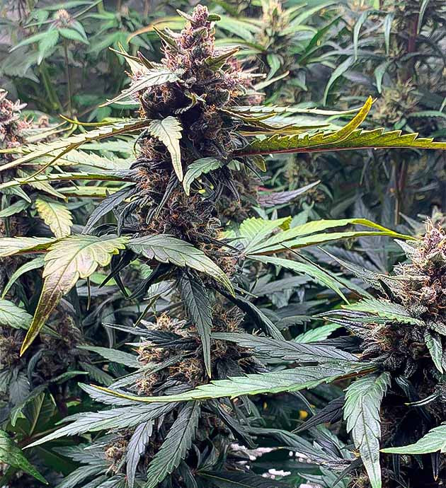 Сине-фиолетовая конопля на 9 неделе роста