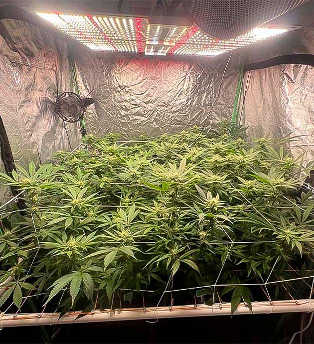 11 неделя роста марихуаны