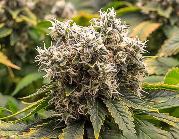 13 неделя выращивания Соцветие на 13 неделе выращивания