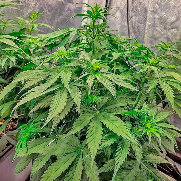 Марихуана ростом 40 см