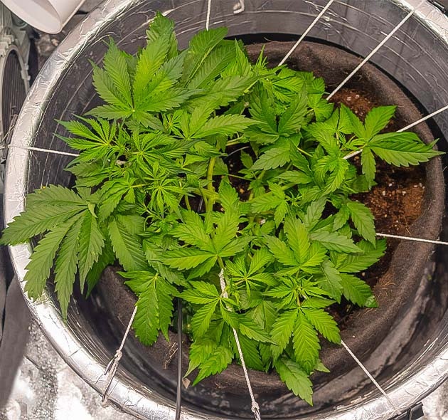 5 неделя выращивания