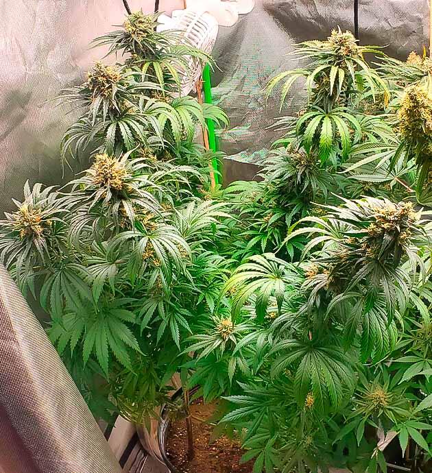 Конопля после дефолиации