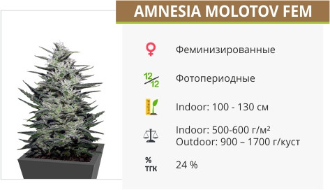 Сорт марихуаны Amnesia Molotov Amnesia Molotov от Kalashnikov Seeds