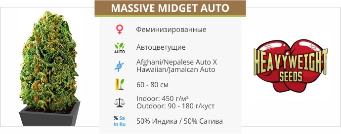 описание сорта Massive Midget Auto