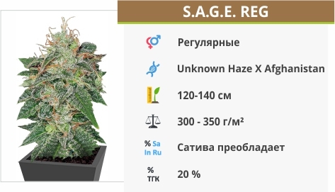 описание сорта S.A.G.E. описание сорта S.A.G.E.