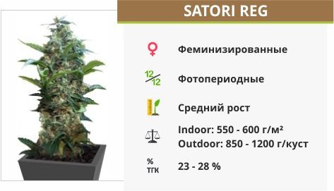 Сорт марихуаны Satori reg Satori reg (Mandala Seeds)