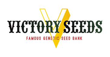 Мощная сатива от Victory Seeds