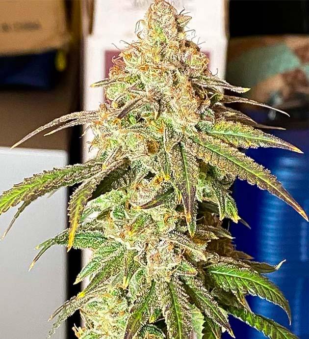 Завершающая стадия цветения Blueberry Muffin Blueberry Muffin с фиолетовыми оттенками и густыми шишками