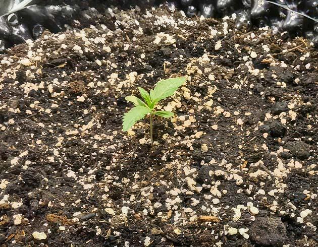 Росток сорта Jack 47 Auto