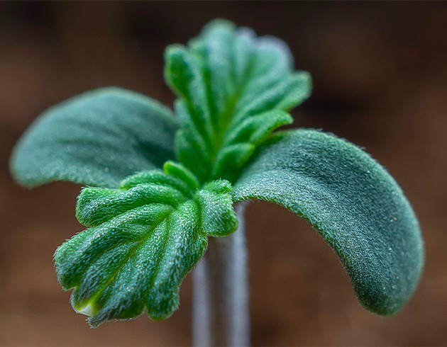 Росток Gorilla Cookies Auto