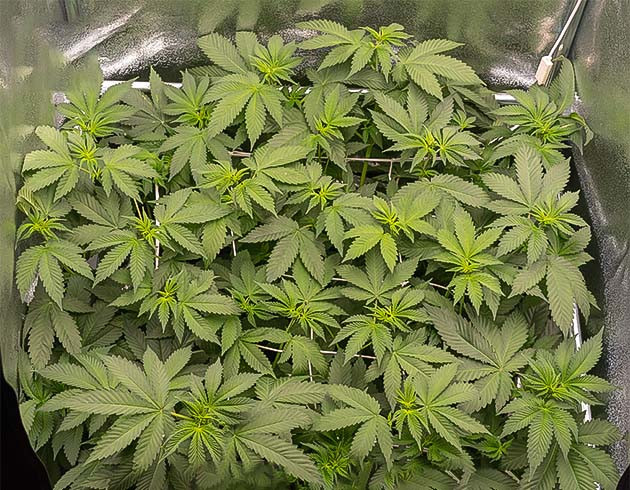 Метод ScrOG Куст под сеткой ScrOG