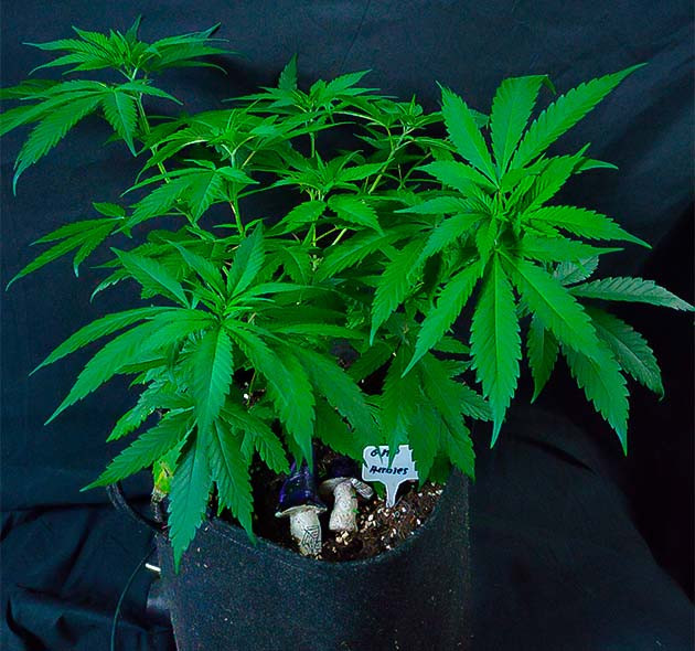 Переход на 12/12: старт цветения