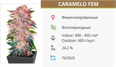 Сорт конопли Caramelo Caramelo fem от Delicious Seeds