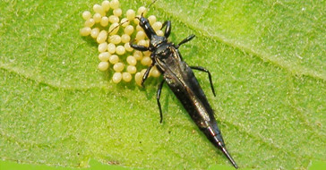 Трипсы на листьях конопли 