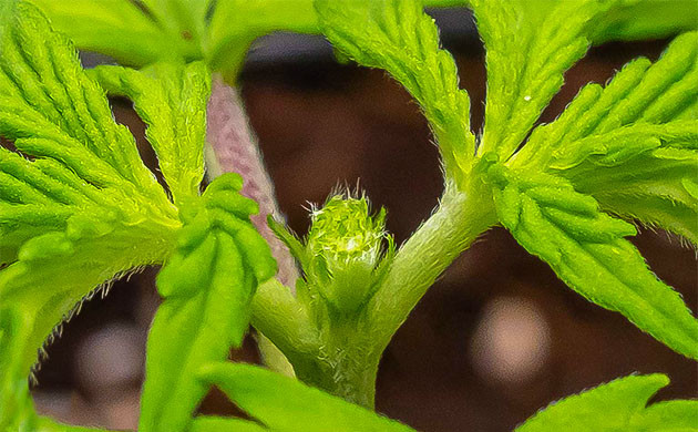 Куст после FIM обрезки