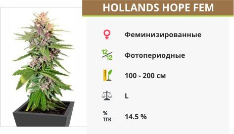 Hollands Hope fem (Dutch Passion)