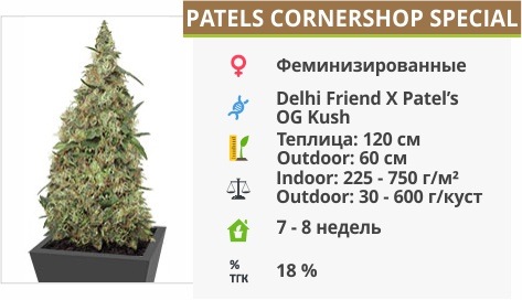 описание сорта Patels Cornershop Special описание сорта Patels Cornershop Special